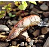 Rebel Lures F7640 Lures Wee Crawfish Fishing Lure (2-Inch, Texas