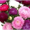 Peony Aster Mix About 100 Seeds for Planting Non-GMO Pack