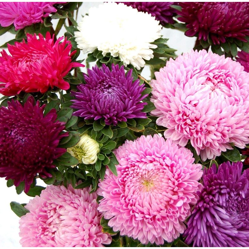 Peony Aster Mix About 100 Seeds for Planting Non-GMO Pack