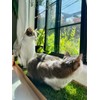 Kitty Lawn Window Lounge Kit – Real Grass Enrichment for