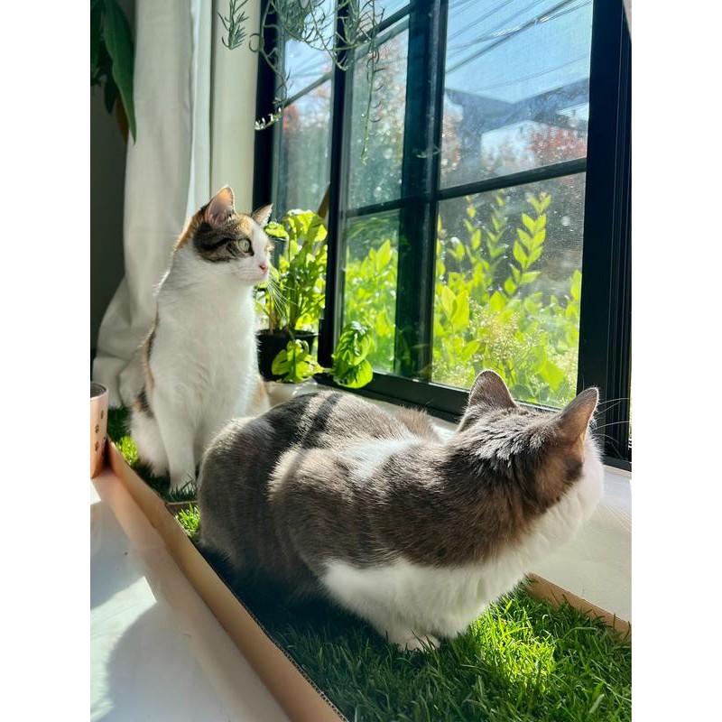Kitty Lawn Window Lounge Kit – Real Grass Enrichment for
