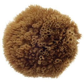 Natural Sea Sponge, Exfoliating Bahamas Grass Sponge 11.5cm / 4.5"