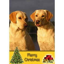 Golden Labrador Dog Christmas Card 'Merry Christmas' - Special Animal Xmas Card for Him Her from Pets Kids