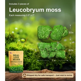 LUCKY PLANT Fresh Live Moss Variety Pack - Ideal for DIY Terrariums, Miniature Bonsai, Potted Plants, Reptiles, Succulents, (A Whole Piece of 8" x8" Fresh Leucobryum Moss)