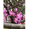 15+ seeds, Eastern Redbud (Cercis canadensis), Native Coastal SC