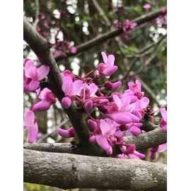 15+ seeds, Eastern Redbud (Cercis canadensis), Native Coastal SC