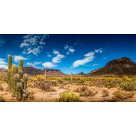 AWERT 48x24 inches Reptile Habitat Background Blue Sky Oasis Cactus Desert Terrarium Background Vinyl