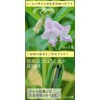 Japanese Black Sesame Barley Tea Bag 0.2 oz (5 g)