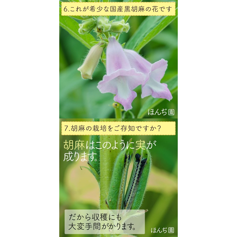 Japanese Black Sesame Barley Tea Bag 0.2 oz (5 g)