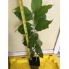 Tree PEANUT BUTTER TREE/RARE FRUIT TREE (BUNCHOSIA GLANDULIFERA) 6 INCHES