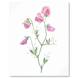 Sweet Pea Botanical Print, Botanical Illustration of Sweet Pea Flowers, Pink Flower Watercolor Painting, Floral Wall Art, Bedroom Decor