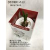 Pot Amaryllis "Crown" (Amaryllis Bulb Cultivation Set)