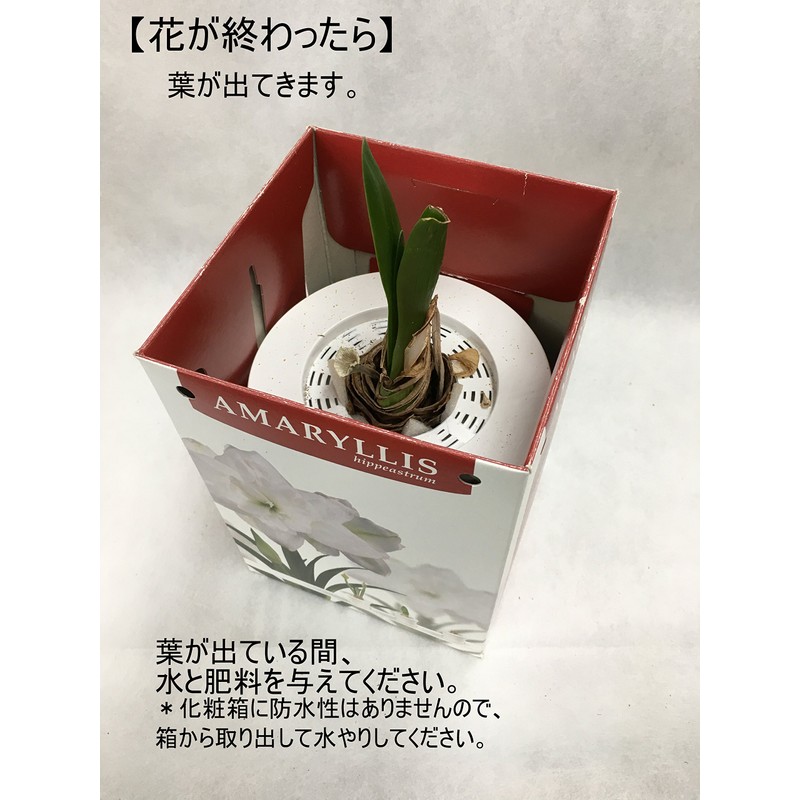 Pot Amaryllis "Crown" (Amaryllis Bulb Cultivation Set)