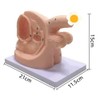 JTZSD Male and Female Urinary Catheterization Model, Internal and External