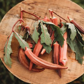 Jing Orange Okra - 50 Seeds - Unique Chinese Okra Variety, Beautiful Red-Orange Pods, Non-GMO Heirloom Okra Seeds for Planting in The Home Garden, Thresh Seed Company