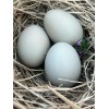 Unbranded 6 Hollow BLUE and GREEN Eggs from Free-range Hens