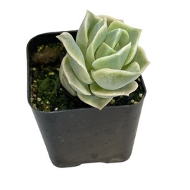FOLIAGEMS Live Succulent Cactus Plants from USKC (2"Pot) (Lovely Rose)