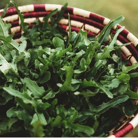 Royal Oakleaf Lettuce - 250 Seeds - Productive Green Oakleaf Lettuce Variety, Great for Cutting, Non-GMO Heirloom Leaf Lettuce Seeds for Planting in The Home Garden, Thresh Seed Company