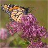 Seed Needs Milkweed Seed Packet Collection by Seed Needs -