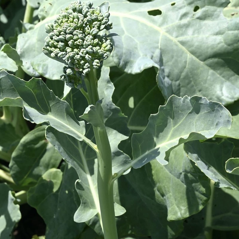 Organic Broccoli Raab Seeds (Spring Rapini) - Approx 750 Seeds
