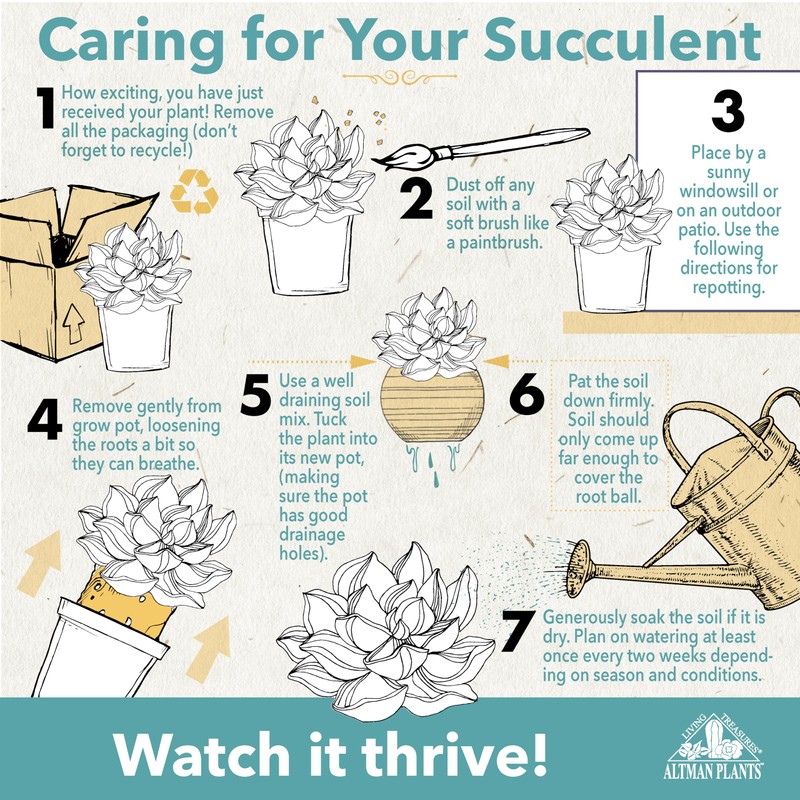 Altman Plants Desert Fire Live Succulents 4-Pack, Mini Plants Succulent