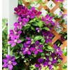 50 Pcs Mixed Purple Clematis Seeds - Perennial Heirloom Non-GMO