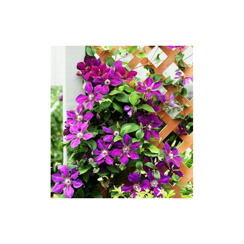 50 Pcs Mixed Purple Clematis Seeds - Perennial Heirloom Non-GMO