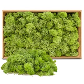 Moss Preserved Decorative Moss for Crafts Moss Picture Model Making Art Moss Nature Preserved (613)