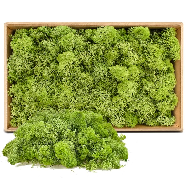 Moss Preserved Decorative Moss for Crafts Moss Picture Model Making