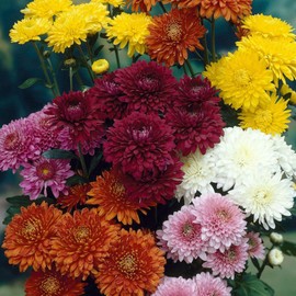 400+ Mixed Color Chrysanthemum Seeds Hardy Garden Flower Seeds - Rare Ground Cover Plant Landscape for Garden Outdoor