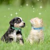 XXS Dog Collar for Teacup Adjustable Teacup Dog Collar for