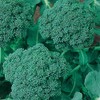 Green Sprouting Calabrese Broccoli Seeds - 1 LB ~144,000 Seeds