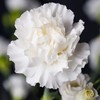 Outsidepride White Carnation Seeds - 2000 Pcs Biennial, Easy to