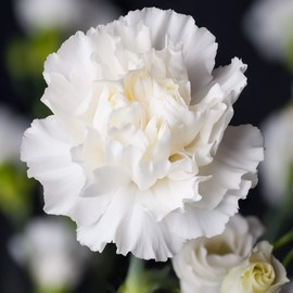 Outsidepride White Carnation Seeds - 2000 Pcs Biennial, Easy to Grow Flower Seeds for Planting with Fragrant Blooms, Ideal for Pollinators, Cutting Gardens, Bouquets, & Floral Arrangements