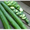 Armenian Dark Green Cucumber Seeds, 100 Heirloom Seeds Per Packet,