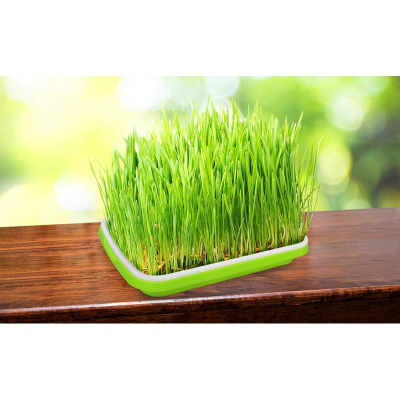 Gardzen 5-Pack Sprouts Growing Kit, Bean Sprouts Tray, Soil-Free Sprouting