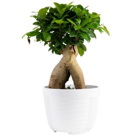 Costa Farms Mini Bonsai Live Indoor Tree, Grower's Choice, 1-Year Old, Potted in Indoor Planter Plant Pot, Tabletop Office and Home Décor, 10-Inches Tall