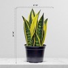 Live Snake Plant, Sansevieria Golden Flame, Plant Lover Gift, Housewarming