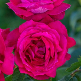 Heirloom Roses Rose Plant - Sweet Spirit™ Red Rose Bush, Grandiflora Live Plant for Planting Outdoors