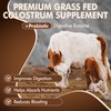 KEDISOM KEDISOM Organic Chocolate 4000mg Grass Fed Bovine Colostrum Powder