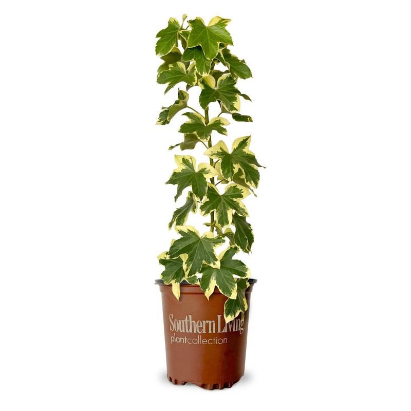 Angyo Star Fatshedera (3 Gallon) Evergreen Vine with Variegated Green
