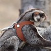 3 Pack Sugar Glider Harness and Leash Set - Adjustable
