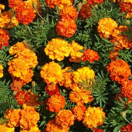 UtopiaSeeds French Marigold Sparky Mix - Good Pest Protection for Vegetable Gardens