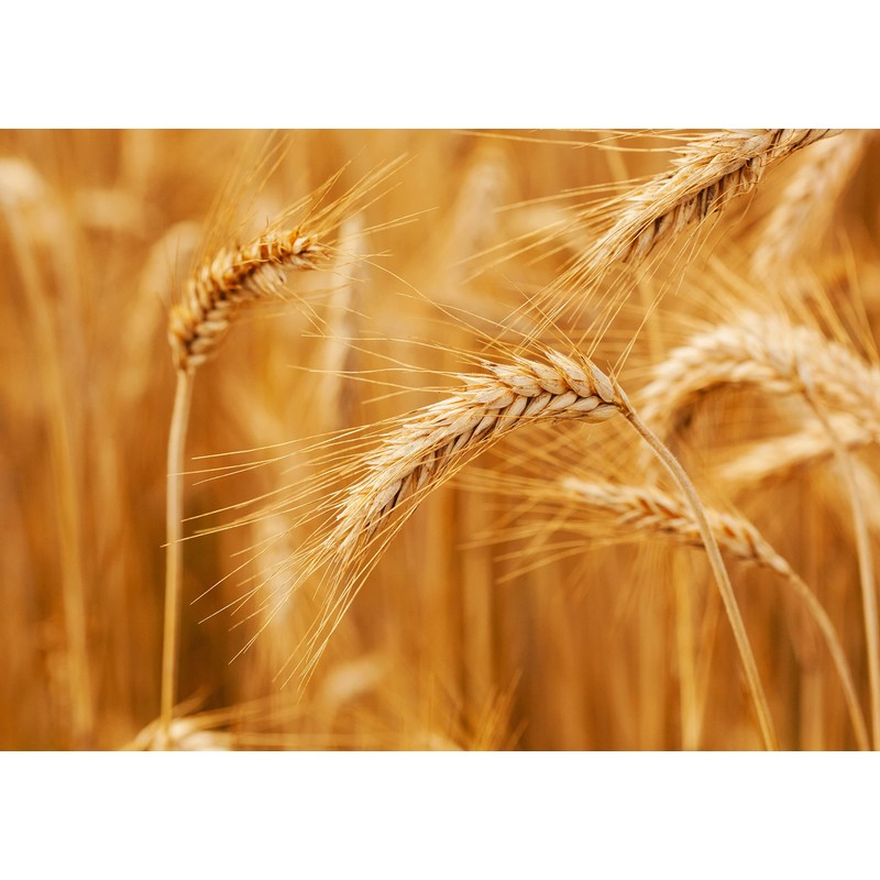 Food to Live Organic KAMUT Khorasan Wheat Berries, 3 Pounds