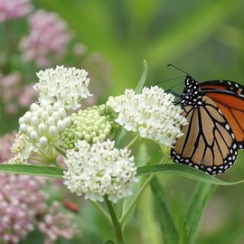 Eden Brothers Swamp Milkweed Seeds - White