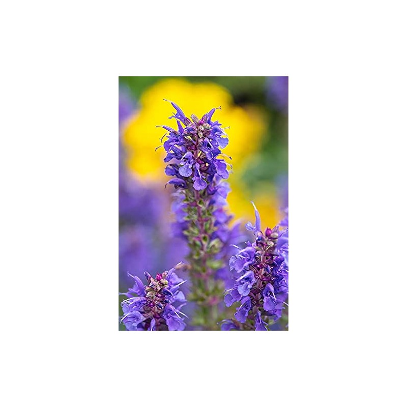 ArtExpert Purple Hyssop by Lisa S. Engelbrecht -