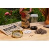 Bonsai Tree | Japanese Black Pine | Seed Grow Kit