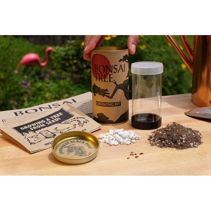 Bonsai Tree | Japanese Black Pine | Seed Grow Kit