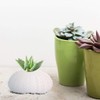 6 x Conch Plant Holders, Sea Urchins for Hanging Air