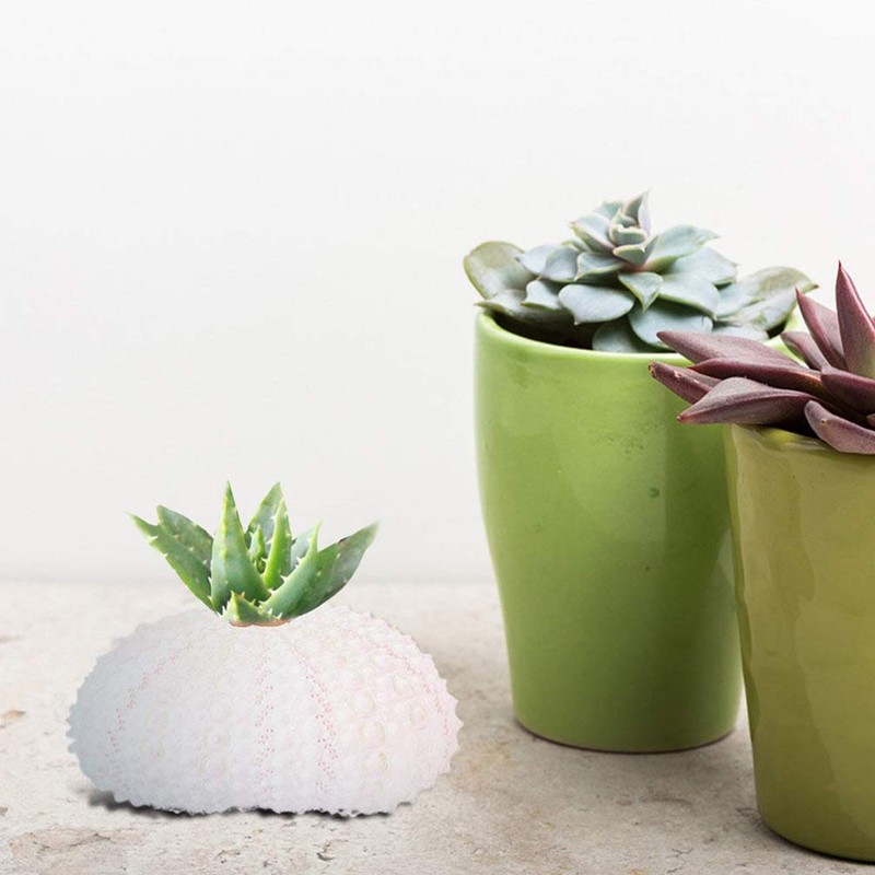 6 x Conch Plant Holders, Sea Urchins for Hanging Air